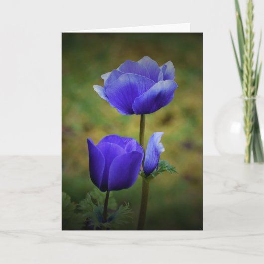 アネモン、カード カード (正面)