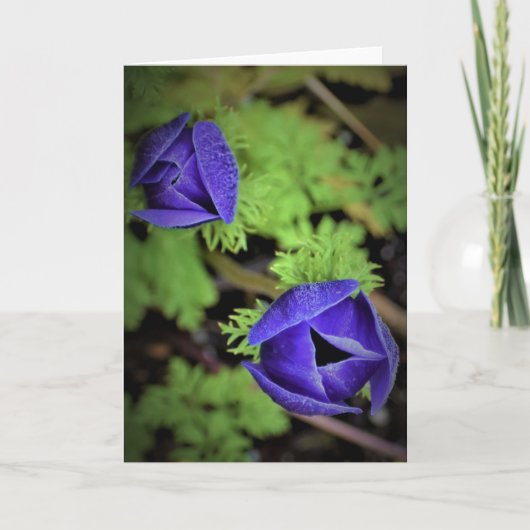 アネモン、カード カード (正面)