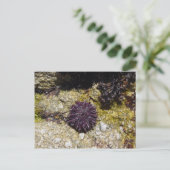 アネモン ポストカード (スタンド正面)