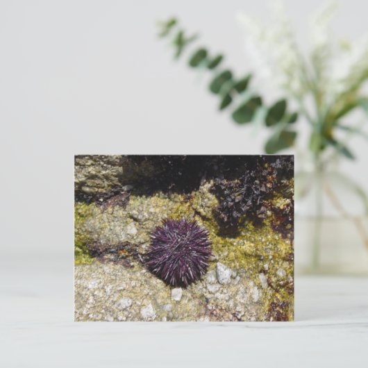 アネモン ポストカード (スタンド正面)