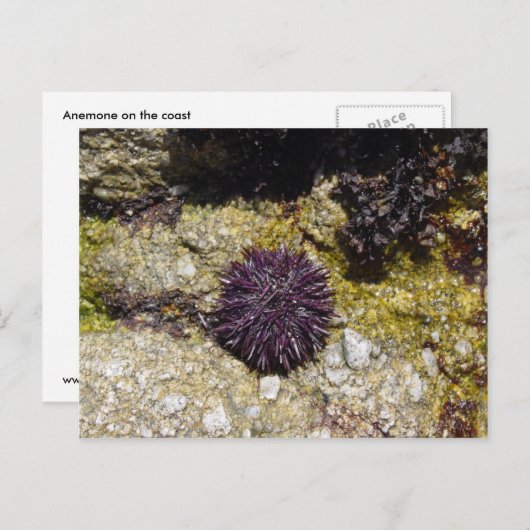 アネモン ポストカード (正面/裏面)