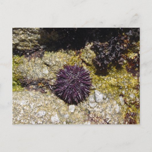 アネモン ポストカード (正面)