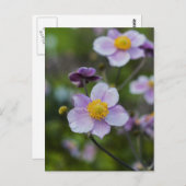 アネモン ポストカード (正面/裏面)