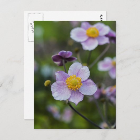 アネモン ポストカード (正面/裏面)
