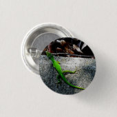 アノール6704 缶バッジ (正面&裏面)