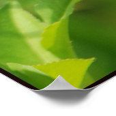 アノール95 ポスター (角)