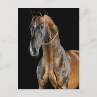 アハルテケ種の馬 ポストカード