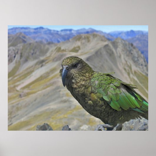 アバランシェ山頂のKea ポスター (正面)