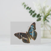 アパトラ·アイリス·オス ポストカード (スタンド正面)