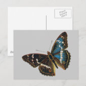 アパトラ·アイリス·オス ポストカード (正面/裏面)