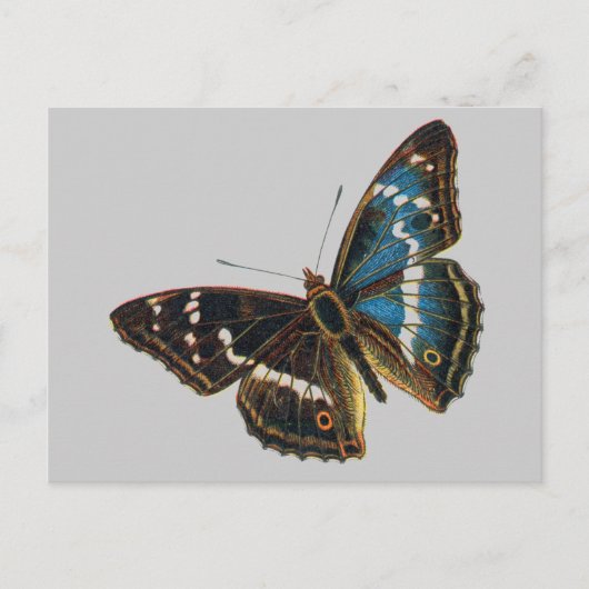 アパトラ·アイリス·オス ポストカード (正面)