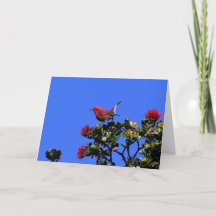 「アパネ小赤鳥