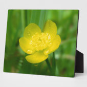 アパラチアン・バターカップ写真プラーク フォトプラーク (側面)