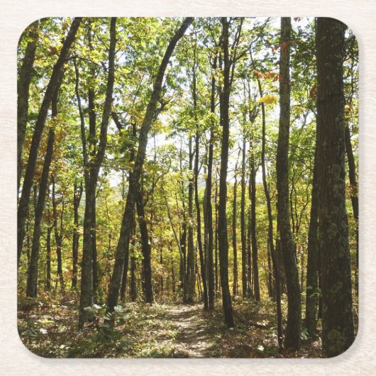 アパラチア・トレイル10月シェナンドアで スクエアペーパーコースター (正面)