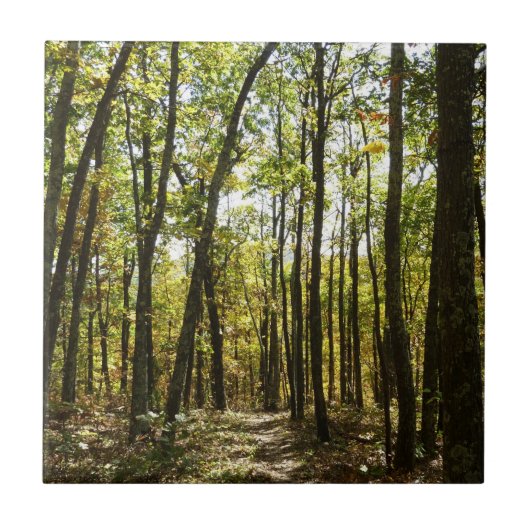 アパラチア・トレイル10月シェナンドアで タイル (正面)