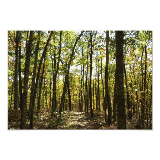 アパラチア・トレイル10月シェナンドアで フォトプリント            (正面)