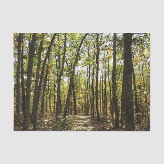 アパラチア・トレイル10月シェナンドアで 薄葉紙 (正面)