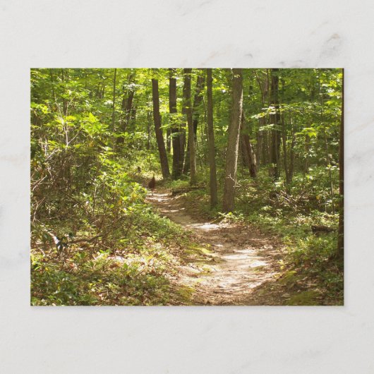 アパラチア・トレイル・ペンシルバニア・ターキー ポストカード (正面)