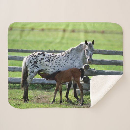アパラルーサの牝馬と子馬 シェルパブランケット (正面(横))