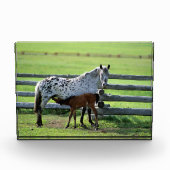 アパラルーサの牝馬と子馬 フォトブロック (正面)
