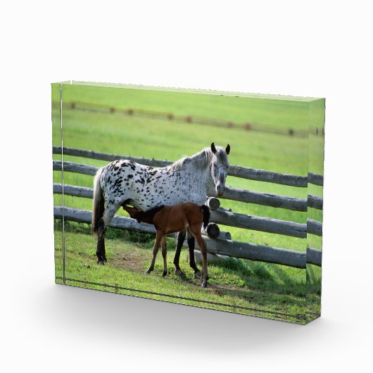 アパラルーサの牝馬と子馬 フォトブロック (右)