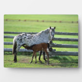 アパラルーサの牝馬と子馬 フォトプラーク (正面)