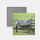 アパラルーサの牝馬と子馬 マグネット (正面/裏面)