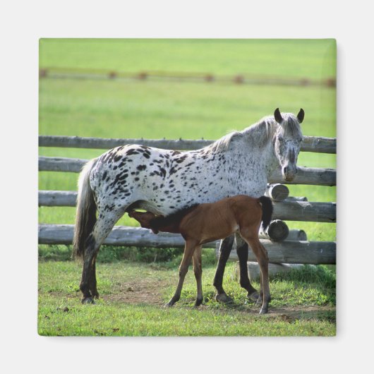 アパラルーサの牝馬と子馬 マグネット (正面)