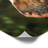 アパルーサホースヘッドショット1 ポスター (角)