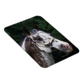 アパルーサホースヘッドショット2 マグネット (右側)