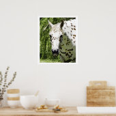 アパルーサポートレート、馬写真 ポスター (キッチン)