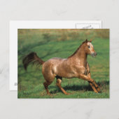 アパルーサランニングホースの草原 ポストカード (正面/裏面)