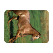 アパルーサランニングホースの草原 マグネット (横)