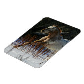 アパルーサランニングホースの雪の中 マグネット (左側)