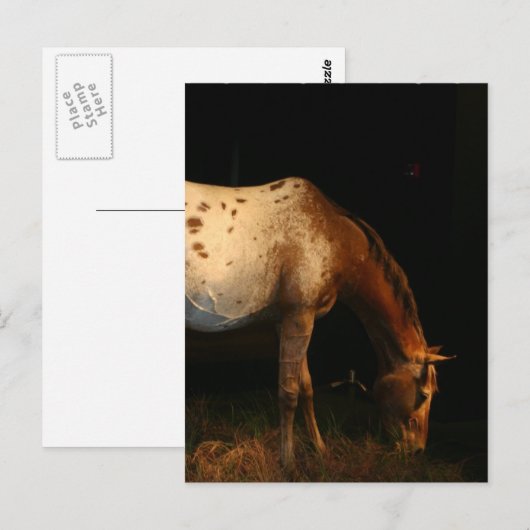 アパルーサ馬はがき ポストカード (正面/裏面)