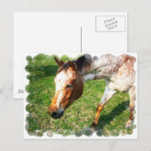 アパルーサ馬はがき ポストカード (正面/裏面)
