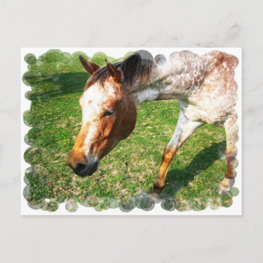 アパルーサ馬はがき ポストカード (正面)