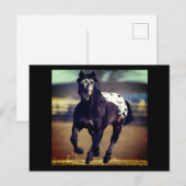 アパルーサ馬はがき ポストカード (正面/裏面)