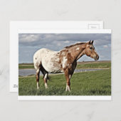 アパルーサ馬 ポストカード (正面/裏面)