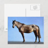 アパルーサ ポストカード (正面/裏面)