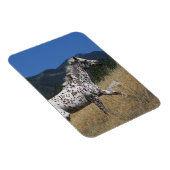 アパロオサホースランニングズアップマウンテン マグネット (右側)