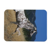 アパロオサホースランニングズアップマウンテン マグネット (横)