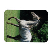 アパロオサホースランニングズ2 マグネット (横)