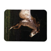 アパロオサホースランニングズ4 マグネット (横)