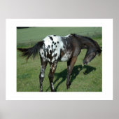 アパロオサホース ポスター (正面)