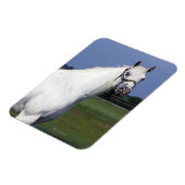 アパロオサホース マグネット (左側)