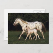 アパロオサマーレとフィールドのフォール ポストカード (正面/裏面)