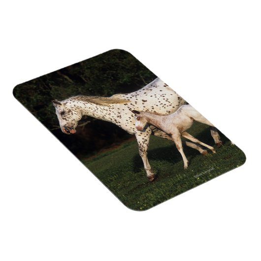 アパロオサマーレとフィールドのフォール マグネット (右側)