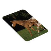 アパロオサマーレアンドフォール マグネット (右側)