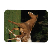 アパロオサマーレアンドフォール マグネット (横)